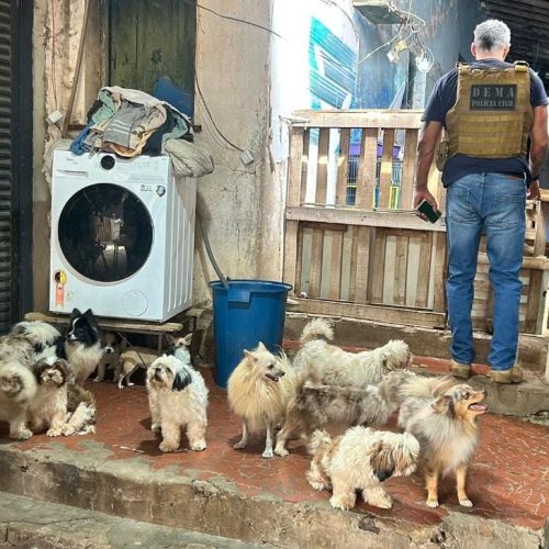 Dono de canil clandestino já havia sido preso pela PC por maus-tratos em Cuiabá