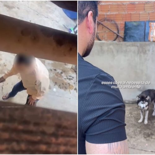 “Ele apanhava e passava fome”, diz vereador ao resgatar Husky vítima de maus-tratos
