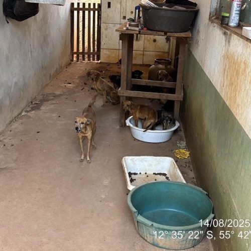 Em Mato Grosso, 20 cães e 5 gatos são resgatados em situação de abandono