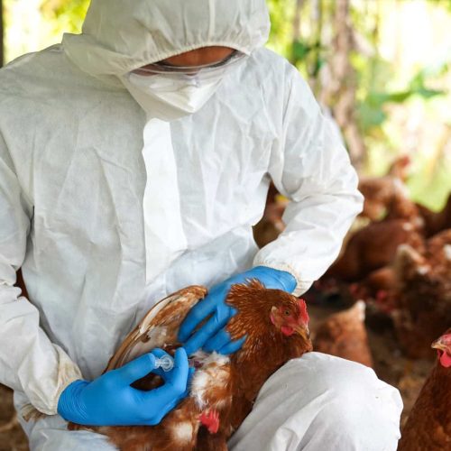 Exame descarta suspeita de gripe aviária em Mato Grosso e estado segue livre da doença