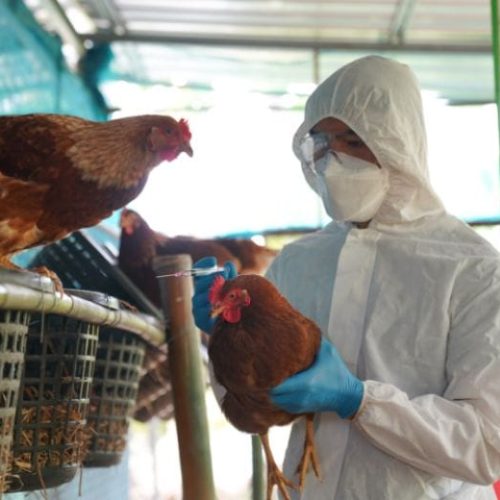 Exames descartam casos de gripe aviária em humanos, mas monitoramento continua