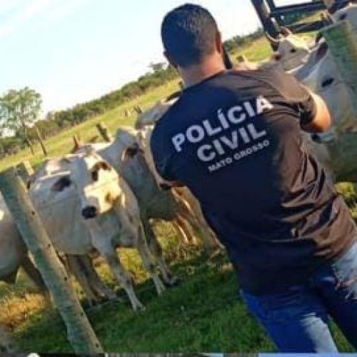 Fazendeiro e funcionário são investigados por furto de 20 vacas de propriedade rural
