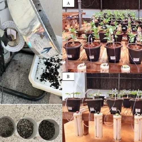 Rondonopolis: Pesquisadores desenvolvem tecnologia de fertilizante com cinza vegetal para agricultura familiar