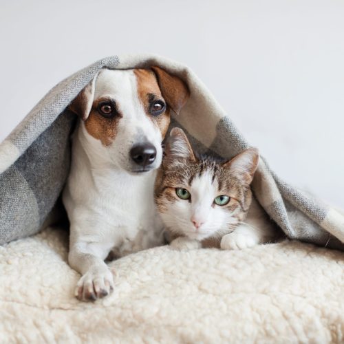 Festival do Amor em parceria com Nutrix, celebra pets e solidariedade em Cuiabá