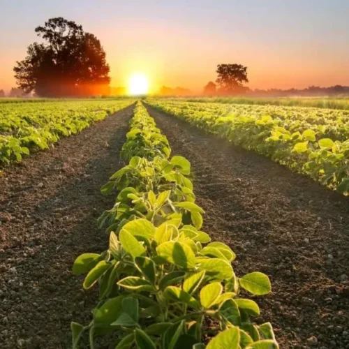 Mato Grosso terá vazio sanitário da soja entre junho e setembro