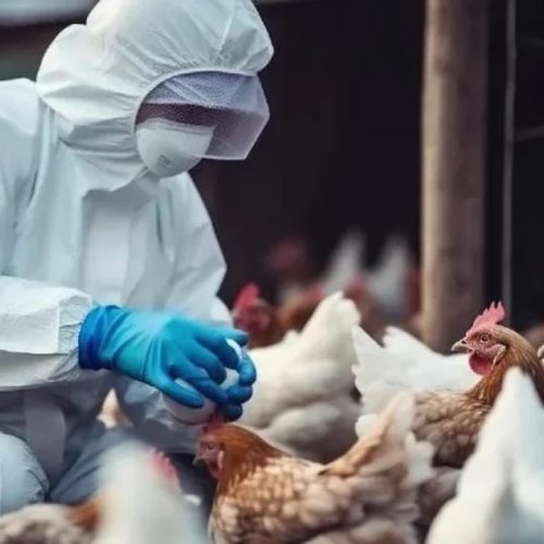 Foco de gripe aviária é confirmado pelo Ministério da Agricultura em criação de aves em Mato Grosso