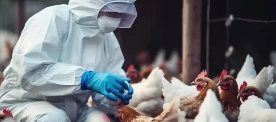 Foco de gripe aviária é confirmado pelo Ministério da Agricultura em criação de aves em Mato Grosso