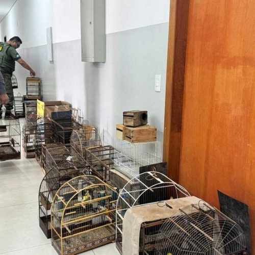 Força-tarefa cumpre mandados em Cuiabá em ação nacional de combate ao tráfico de animais silvestres
