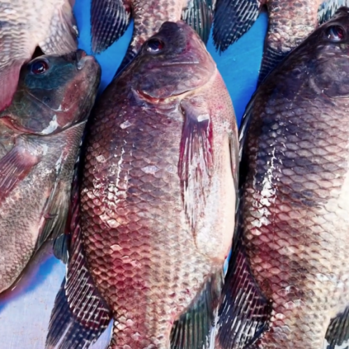 PRINCIPAL COMPRADOR: Tarifa dos EUA ameaça quase 90% das exportações de peixes do Brasil