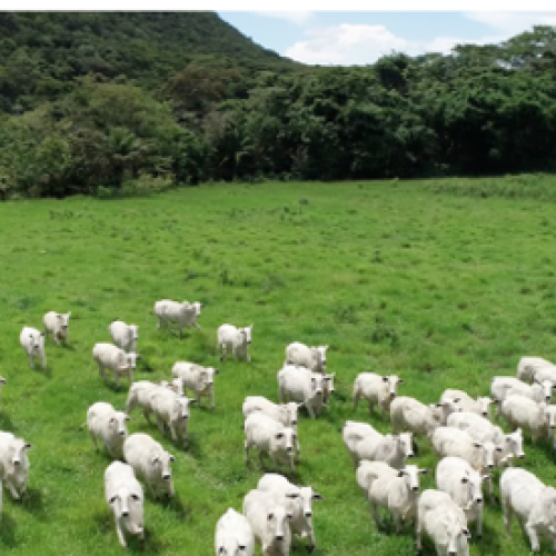 Produtores de Mato Grosso devem atualizar dados dos rebanhos a partir de domingo