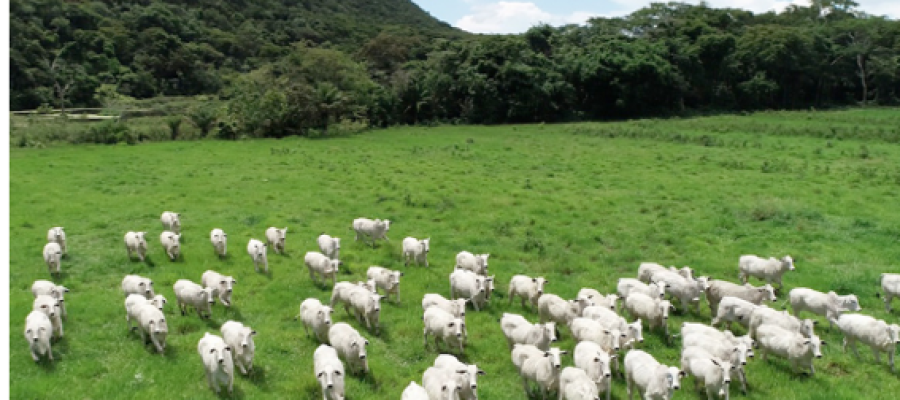 Produtores de Mato Grosso devem atualizar dados dos rebanhos a partir de domingo