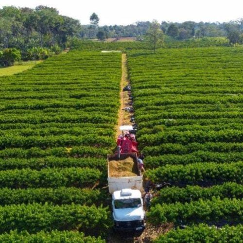 Governo de Mato Grosso isenta taxa de inscrição estadual para produtores rurais