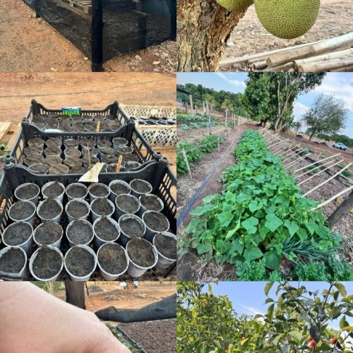 Itanhangá: Escola de Monte Alto Desenvolve Horta Escolar com Apoio da Comunidade