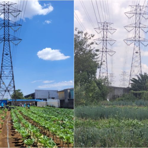 TRANFORMAÇÃO SOCIAL: Programa instala hortas urbanas sob redes de transmissão de energia