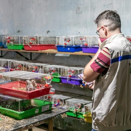 Hamsters e mais de 70 cachorros de raça são resgatados em Cuiabá