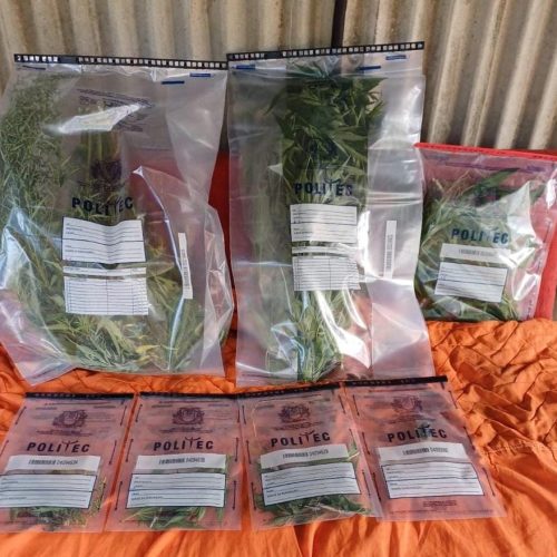 Homem é flagrado pela polícia com plantação de maconha na zona rural