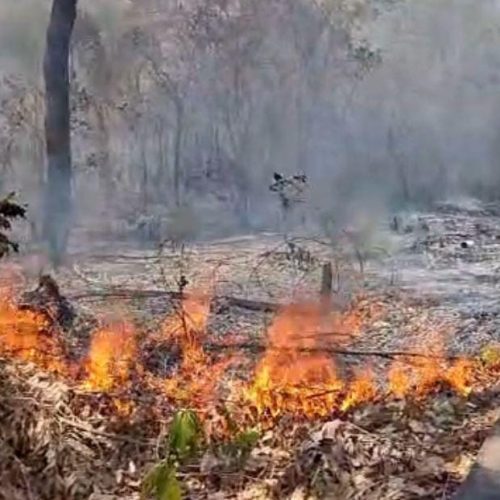 Homem é preso em flagrante por provocar incêndio em área de vegetação urbana