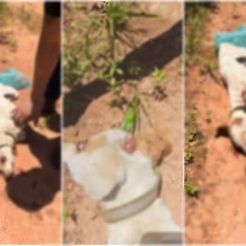 Homem é preso em rodovia após matar cachorro doente a pauladas em bairro de VG