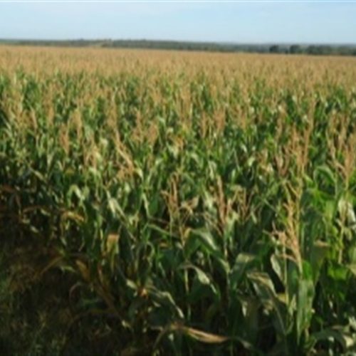 Venda ao México e exportações sustentam milho nos EUA