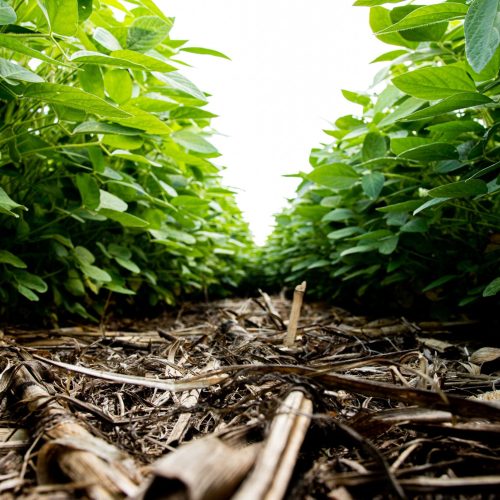 CRESCIMENTO SEM IGUAL: Brasil lidera em biológicos e tarifas dos EUA podem ajudar na diversificação do mercado