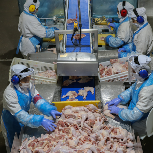 Brasil não tem capacidade de armazenar carne de frango excedente