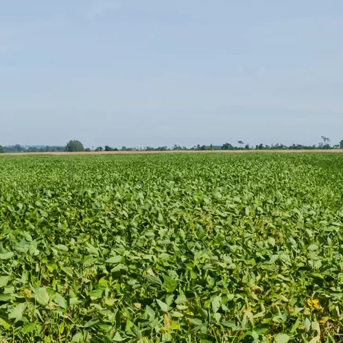 Prazo para declarar o ITR 2025 começa dia 11 de agosto