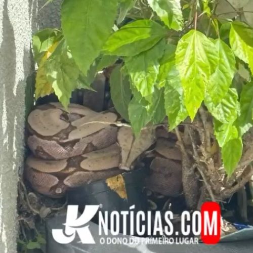 Sorriso: Bombeiros capturam cobra no Green Park