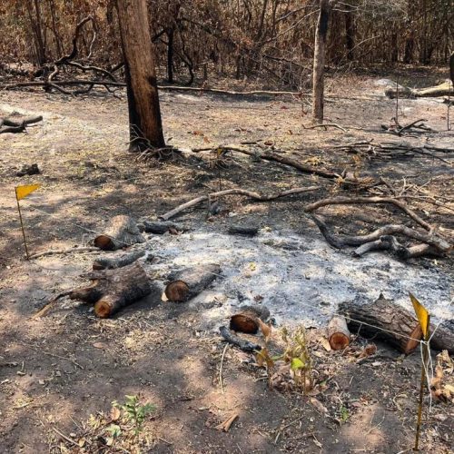 Incêndio que atingiu o Parque Estadual da Serra Azul foi criminoso, confirma perícia