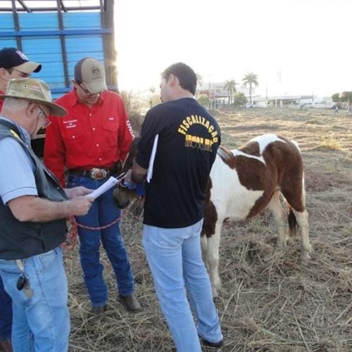 Indea promove curso para médicos veterinários interessados em atuar em eventos agropecuários