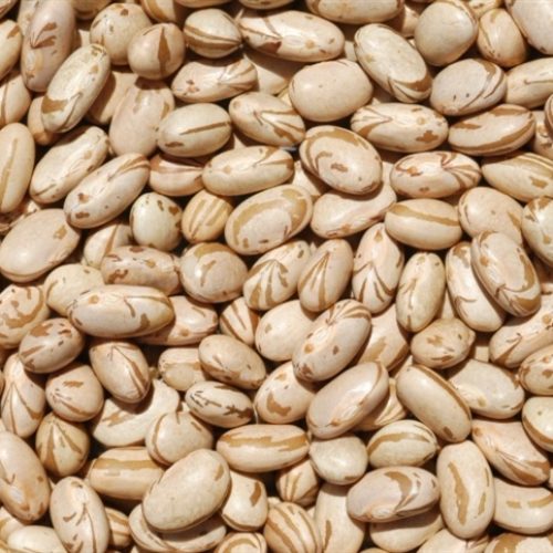 Mercado de feijão tem preços baixos e consumo em alta