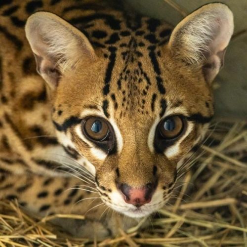 Jaguatirica resgatada em queimada se adapta bem a Zoológico de SP após transferência