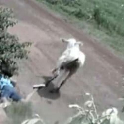 Justiça condena senador de Mato Grosso a indenizar jovem atacada por novilha