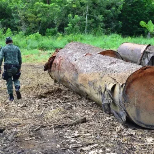 Justiça recupera R$ 5,7 milhões em multas ambientais para Mato Grosso