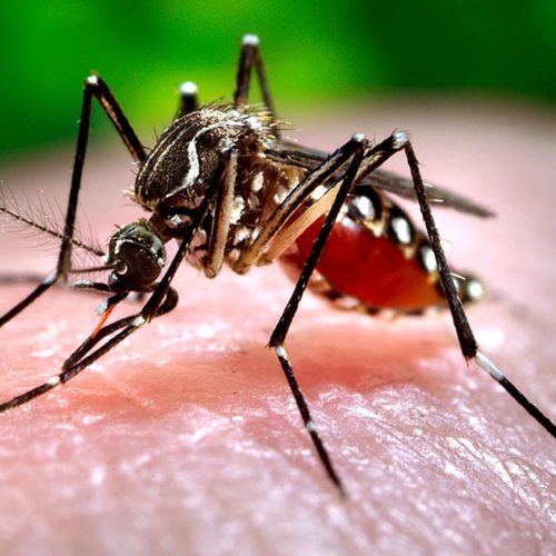 Sinop e Sorriso registram mais de 5 mil casos de infecção viral pelo Aedes aegypti