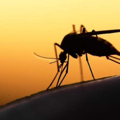 Malária dispara para 533 casos em Mato Grosso, ligada a garimpo ilegal