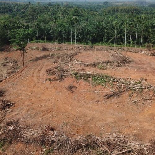 MP denuncia fazendeiros por desmatamentos e pede indenização de R$ 16 milhões