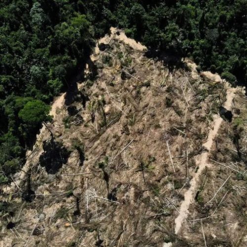 MP investiga uso de vegetação nativa como fonte de biomassa e cobra explicações da Sema