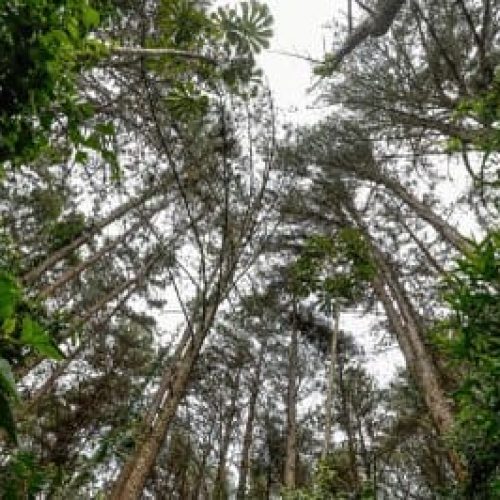 MPF questiona norma do Mato Grosso que limita criação de unidades de conservação