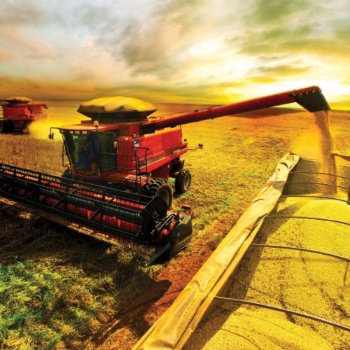 Preços da soja caem no Brasil e em Chicago por rumores sobre biodiesel dos EUA
