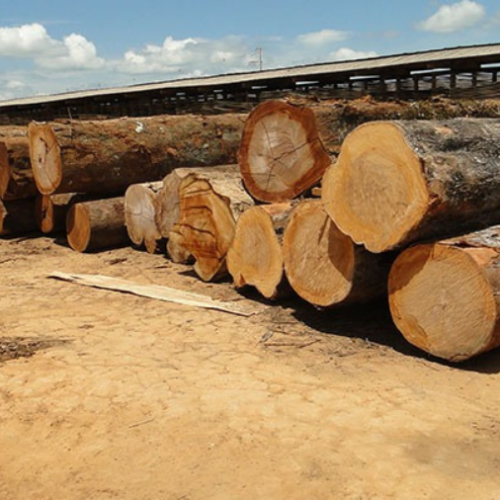 Madeireiras de Mato Grosso serão alvo de fiscalização trabalhista