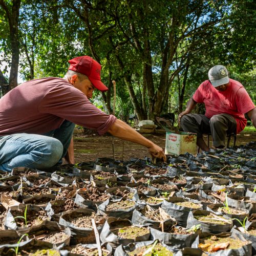 SEAF apoia pesquisa internacional sobre fungo que causa doença em trabalhadores rurais