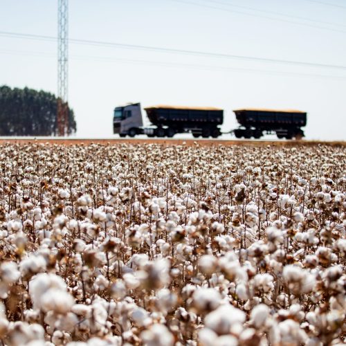 Mato Grosso consolida liderança e encerra safra de algodão com crescimento