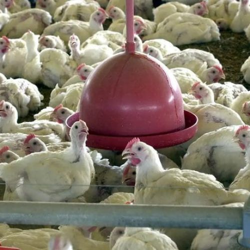 Mato Grosso decreta emergência zoossanitária por 90 dias após detectar foco de gripe aviária