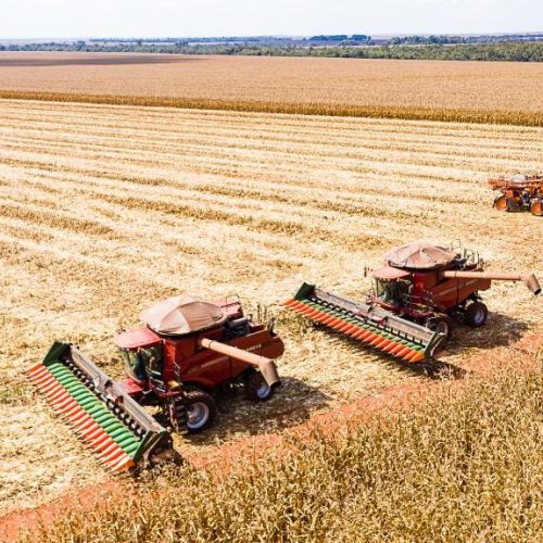 Mato Grosso inicia colheita de milho com produção estimada em 50,3 milhões de toneladas