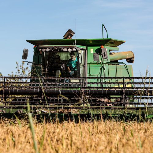 Mato Grosso lidera produção nacional de arroz de sequeiro, aponta Anuário Brasileiro