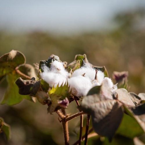 Mato Grosso produz cerca de 70% do algodão sustentável do país e lidera setor