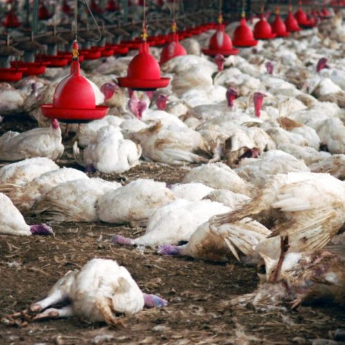 Ministério confirma primeiro foco de gripe aviária em granja no Brasil