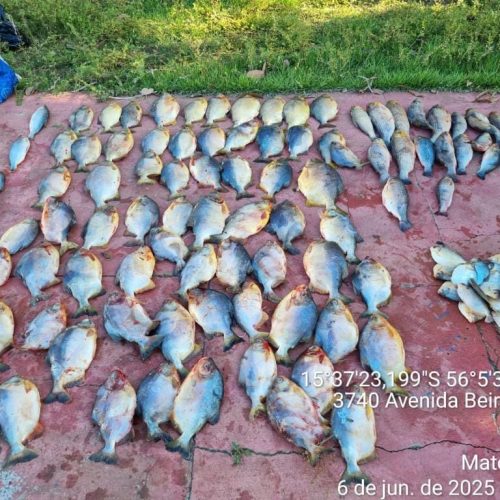 Motorista bêbado é preso transportando pescado irregular e multado em R$ 38 mil em Cuiabá