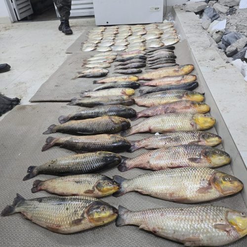 Motorista é preso com ‘carrão’ abarrotado de pescado irregular na rodovia Cuiabá-Leverger