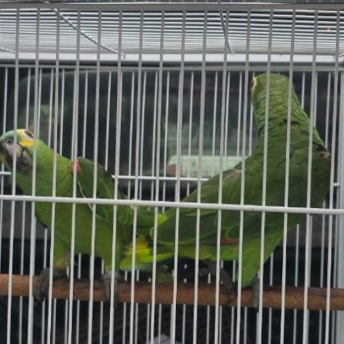 Operação apreende 22 animais e aplica R$ 8,5 mil em multas